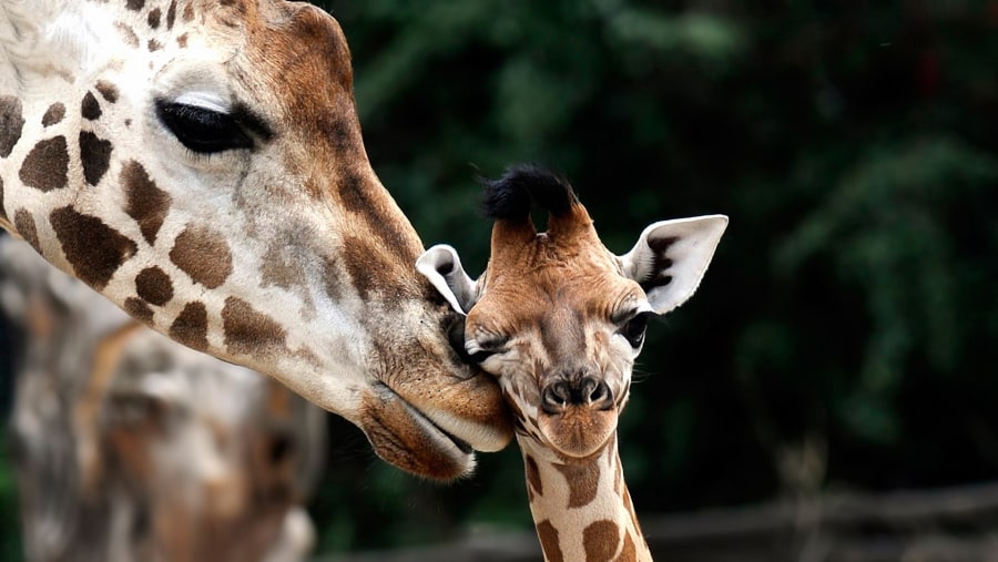 Giraffes at Lake Nakuru