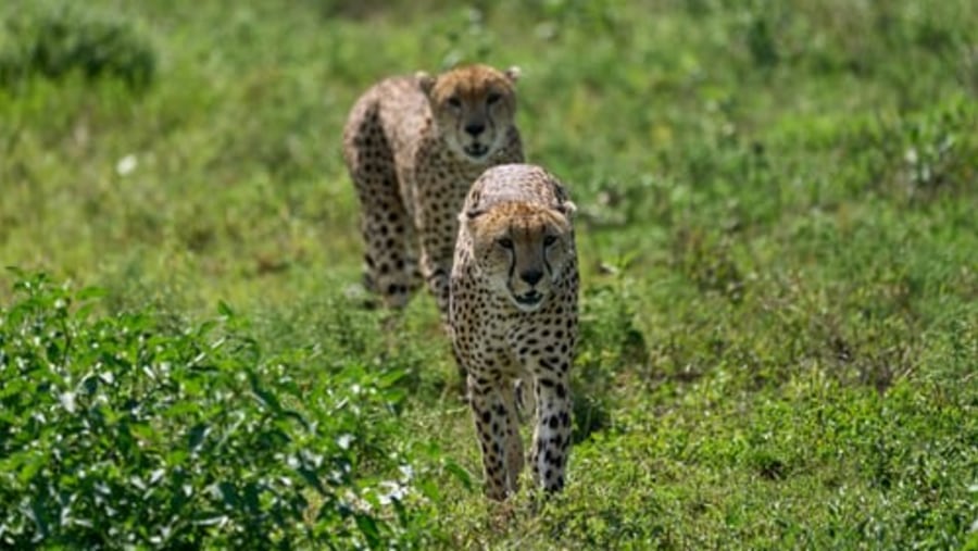 Spot Cheetahs at the Ngorongoro Crater