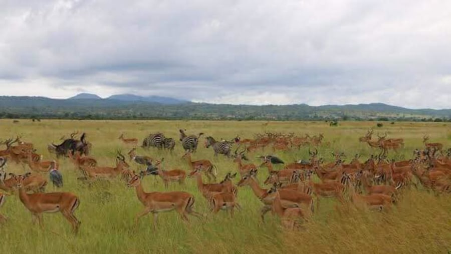 Animals Gathering