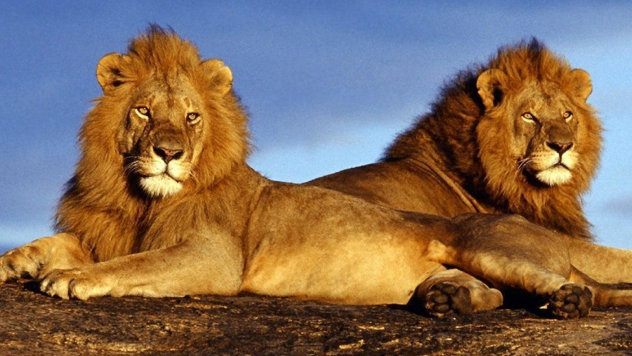 Lion At Pilanesberg National Park