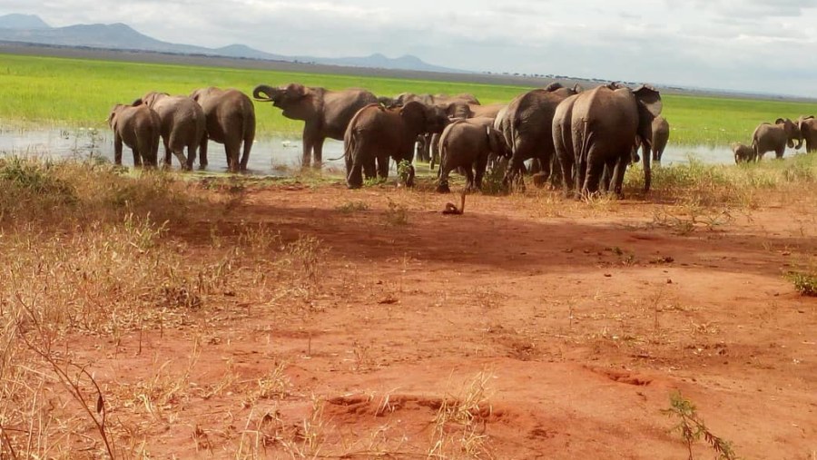 Elephants drinking water near the lake