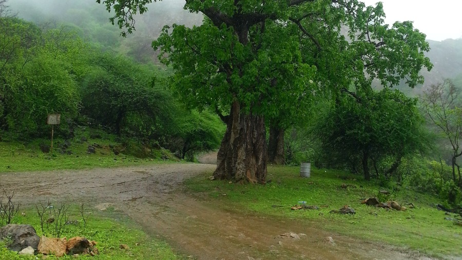 Frankincense trees