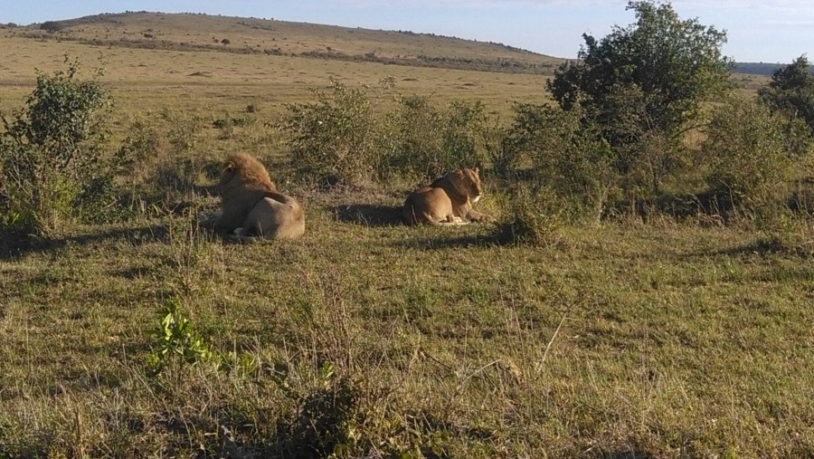 Lion and lioness relaxing in Masai Mara Game Reserve