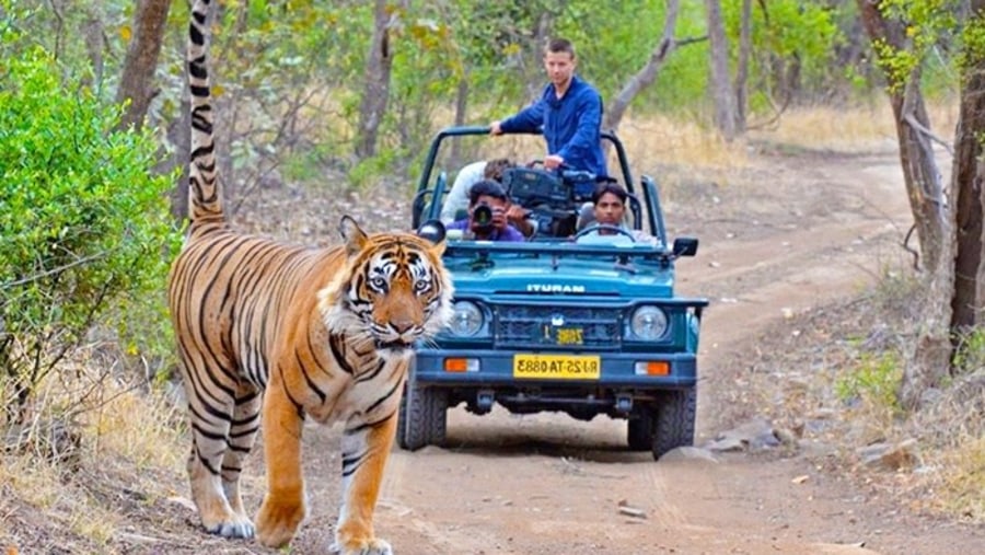 Tiger safari 