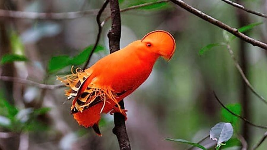 Guianan cock-of-the-rock