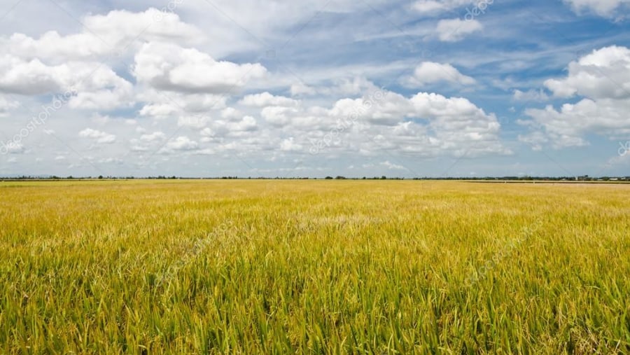 Admire the Sekinchan Rice Fields