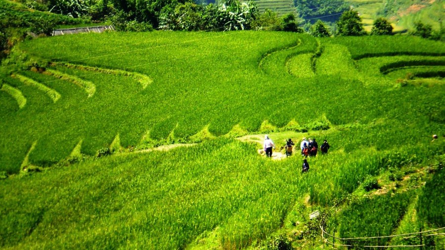 Terraced rice fields