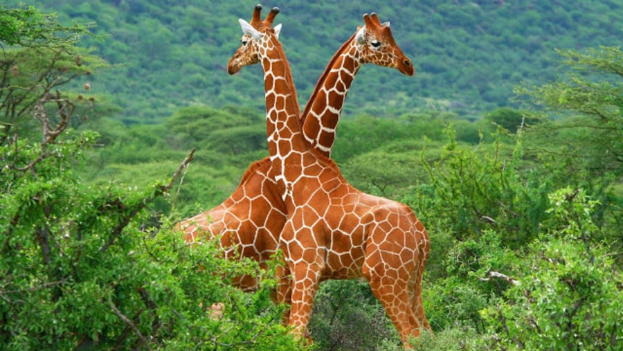 Enjoy the beauty of giraffes as well as other wild animals