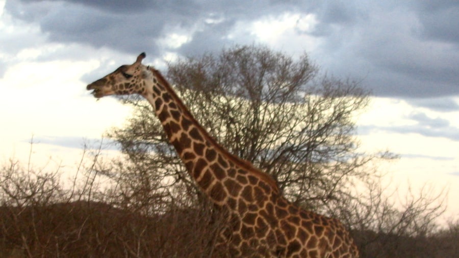 Giraffe at Tsavo West National Park