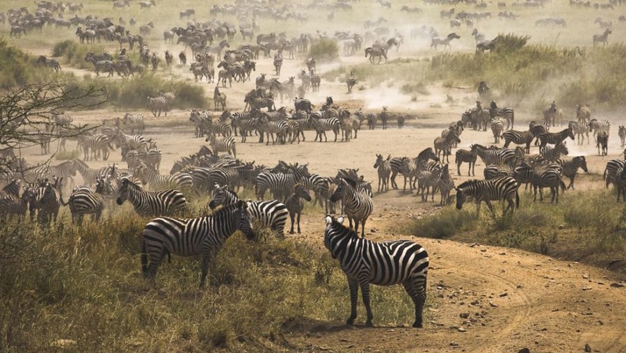 Zebras and Wildebeests at Masai Mara Game Reserve