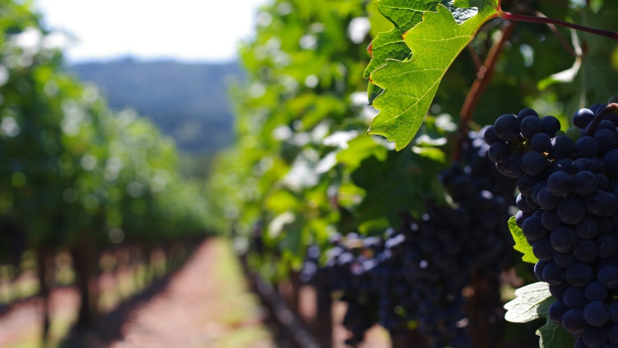 Learn the history and taste the best of Californian vineyards in Napa & Sonoma