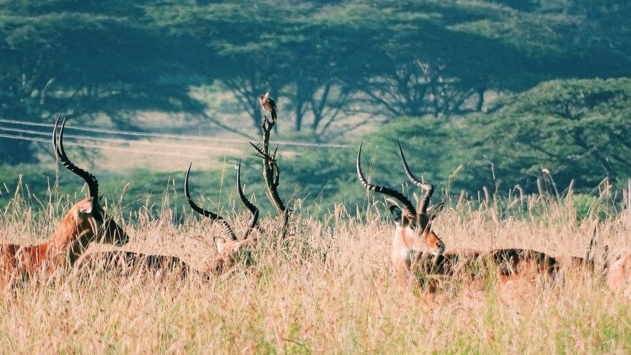 Spot several animals in Nairobi National Park