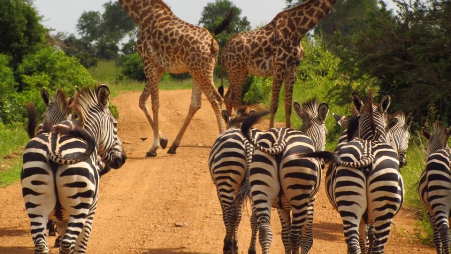Zebras and giraffes at Mikumi National Park
