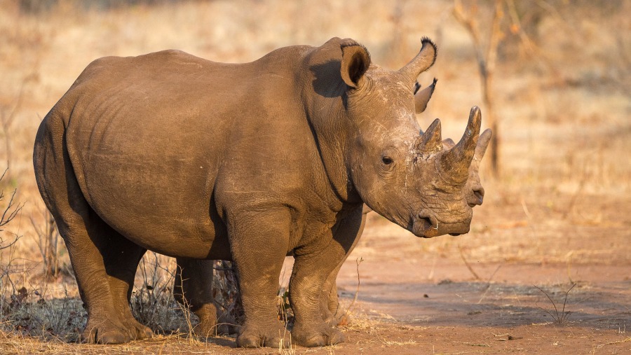 FullDay Port Elizabeth Kragga kamma & Addo Elephant Park Tour