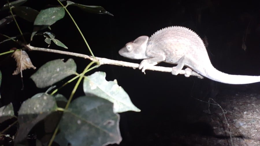 Chameleon spotting at night