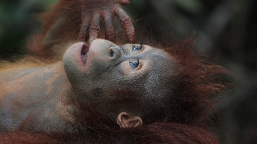Orangutan in Berau