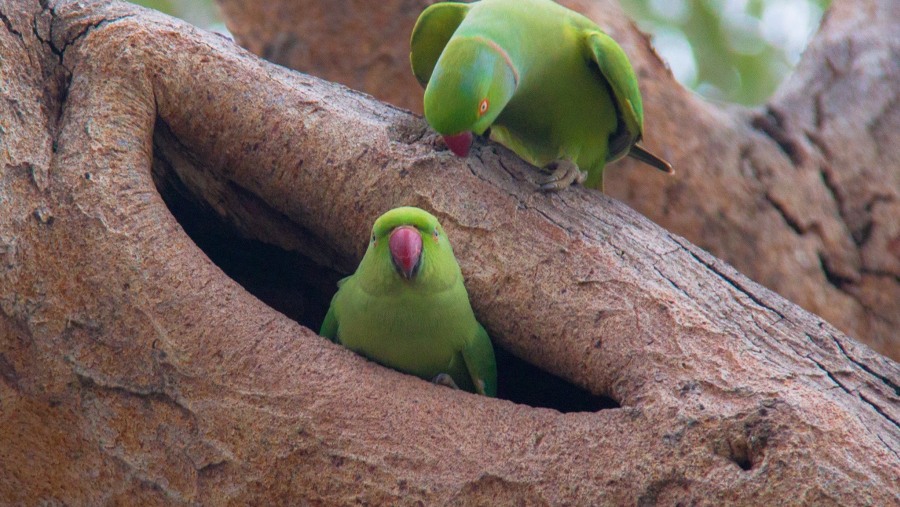 Wild parrots