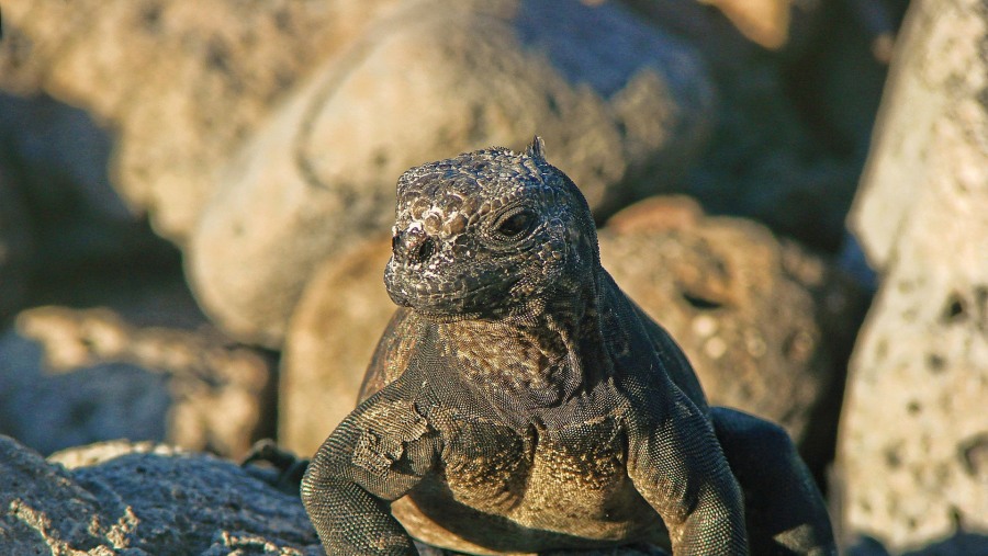 Iguana