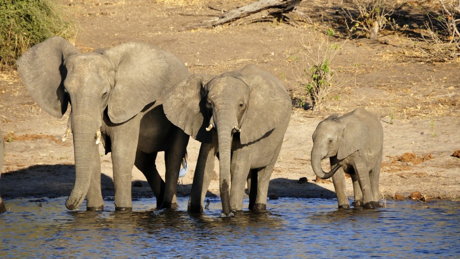 Safari along the river in Chobe