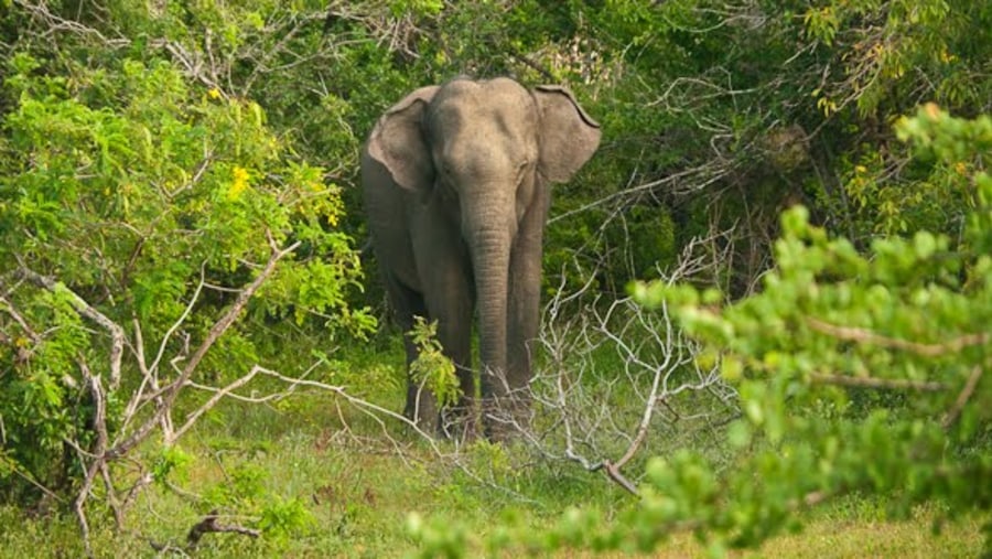 Yala National Park