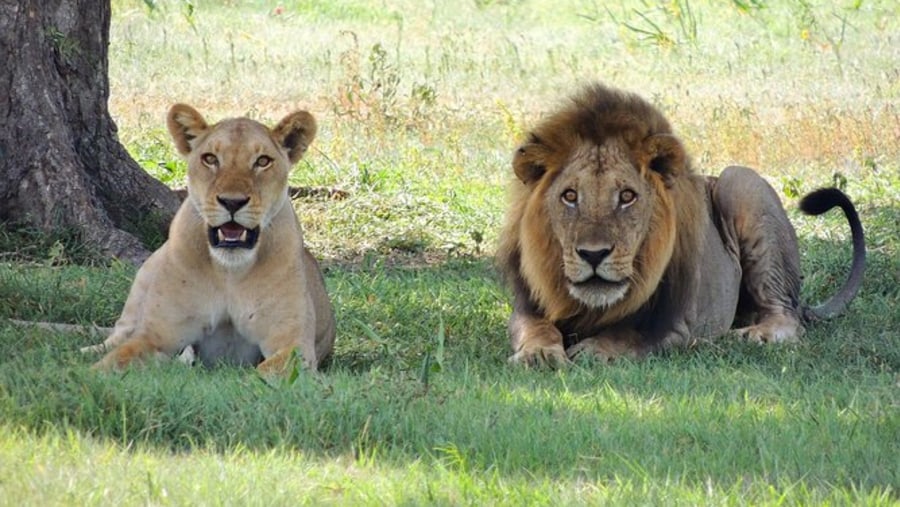 Asiatic lion