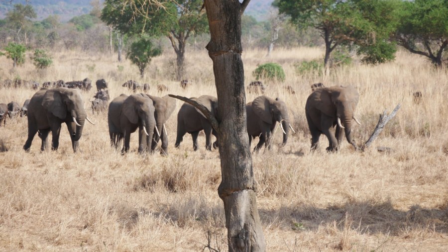 Mikumi National Park, Tanzania