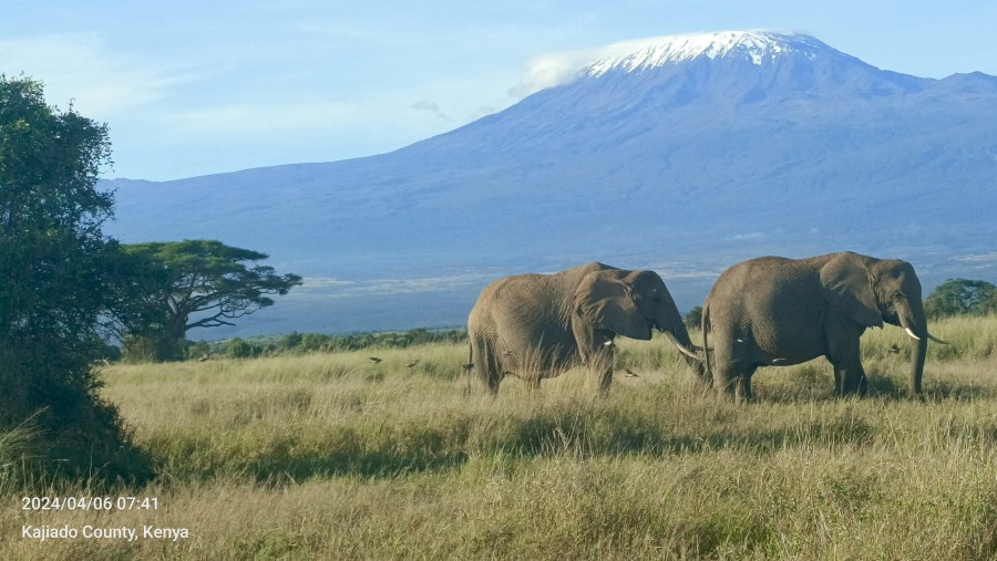 African bush elephants