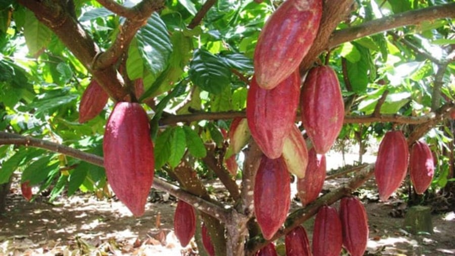 Cocoa in fruiting season