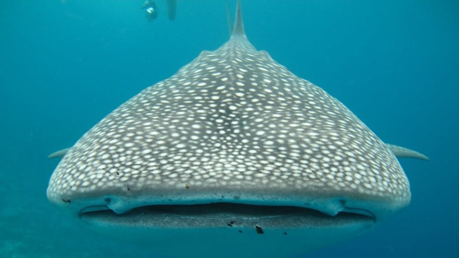 Whale Shark in Talisayan