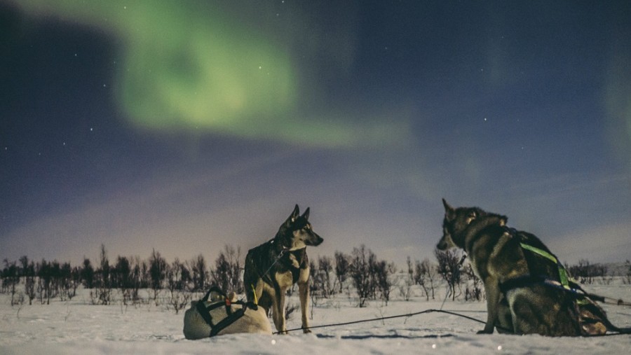 Sleigh dogs under the northern lights