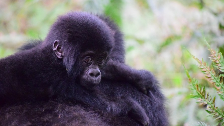 Gorilla Tracking