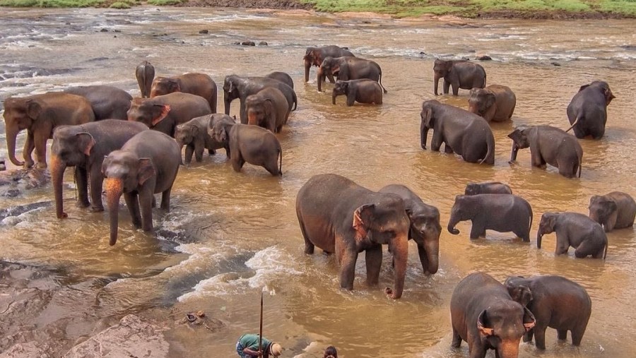 Visit the Pinnawala Elephant Orphanage