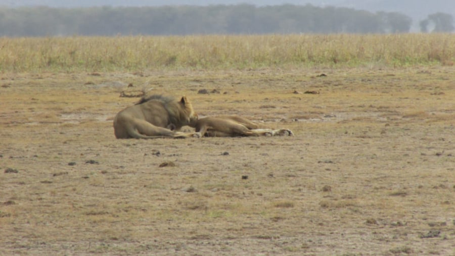 Asiatic lions