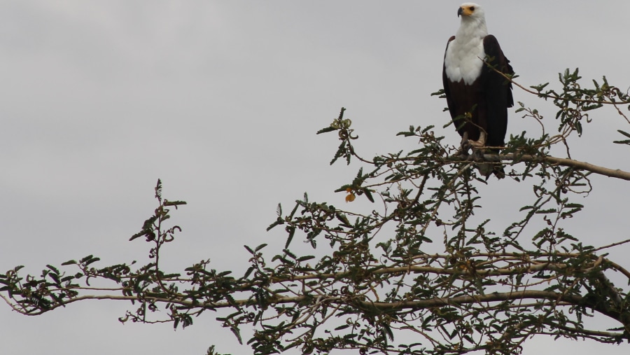 African Fish Eagle at Awash