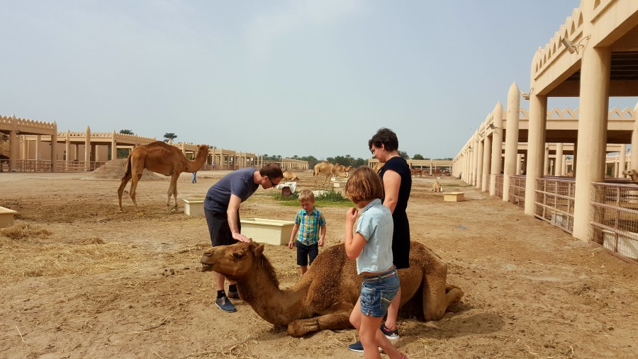 Camel Farm, Manama, Bahrain