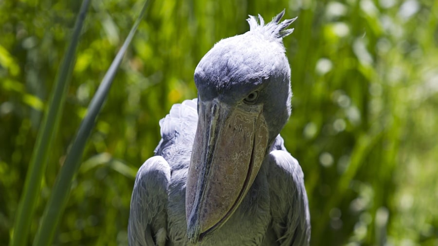 Shoebill bird