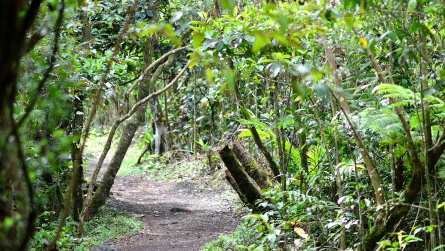 Arenal Volcano National Park