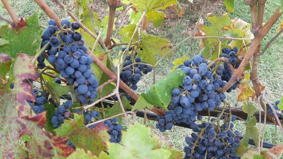 Pinot Meunier Grapes