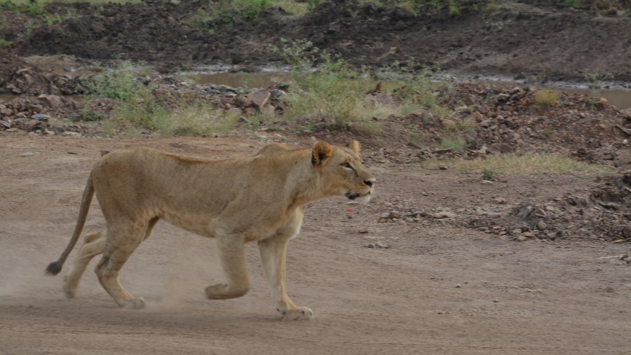 Nairobi National Park