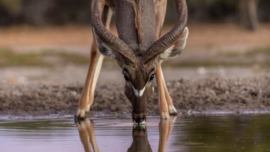 South Luangwa National Park, Zambia