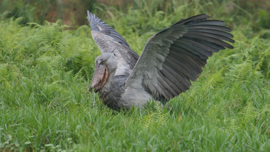 Shoebill Stork in Mabamba Bay