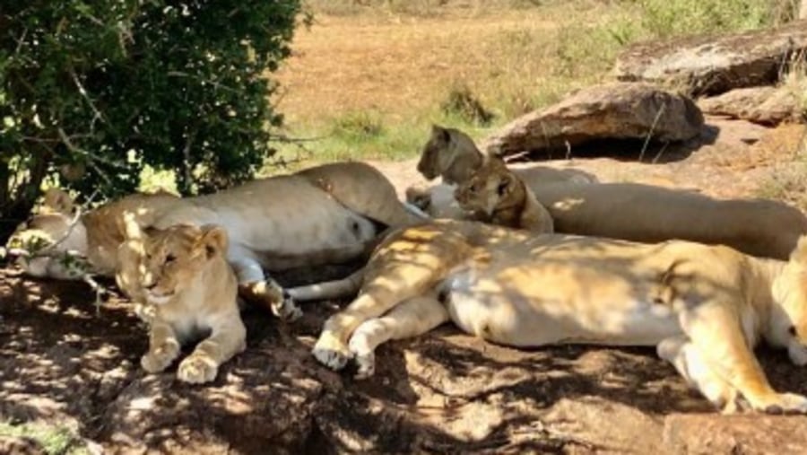 Asiatic lions