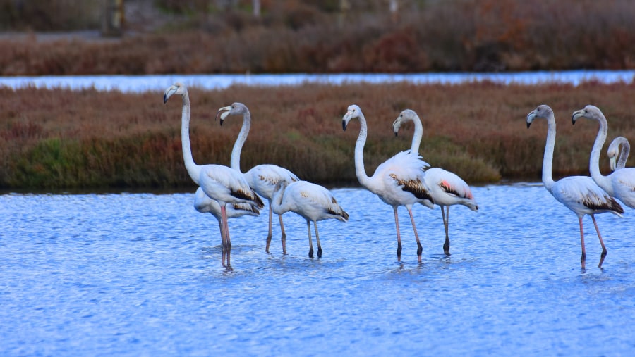 Pelicans