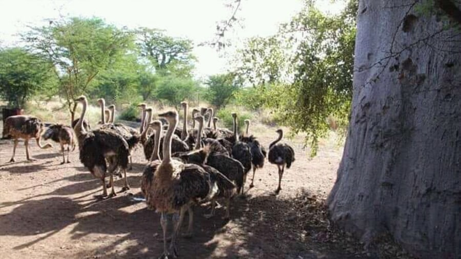 Ostriches