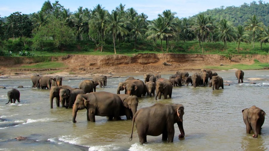 Elephant orphanage. 