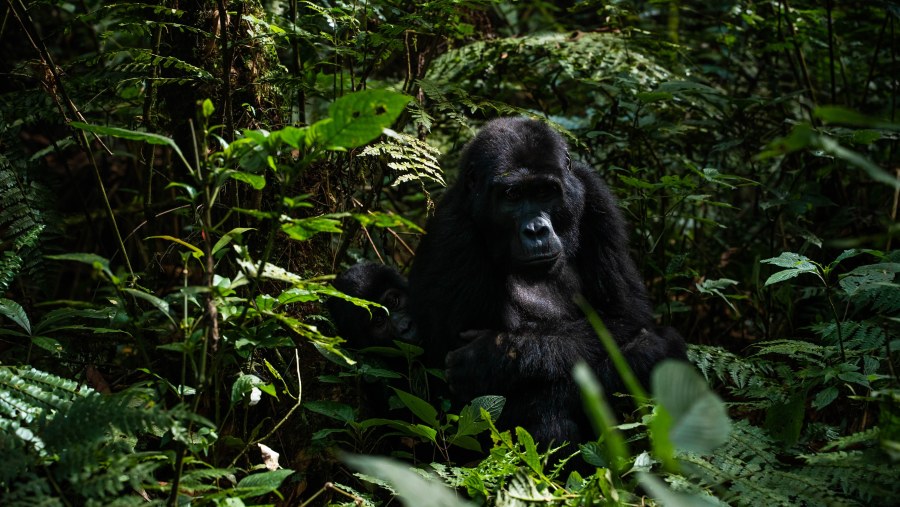 Gorillas in Bwindi National Park