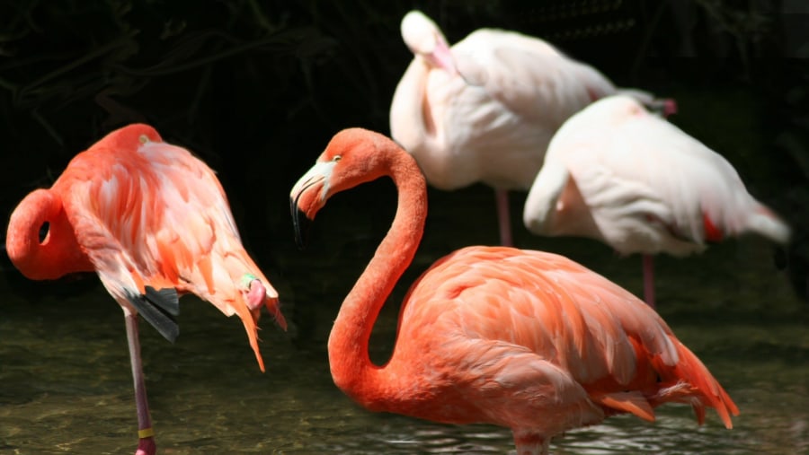 Flamingos