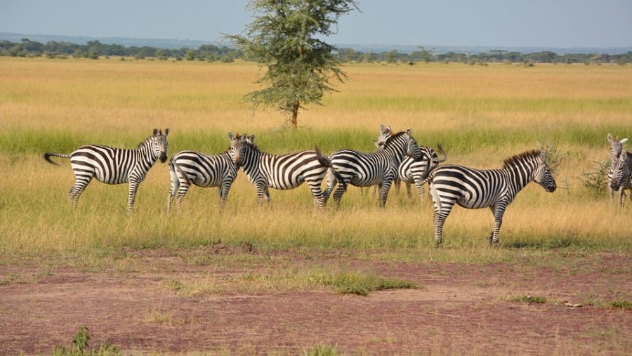 Zebras at Serengeti National Park