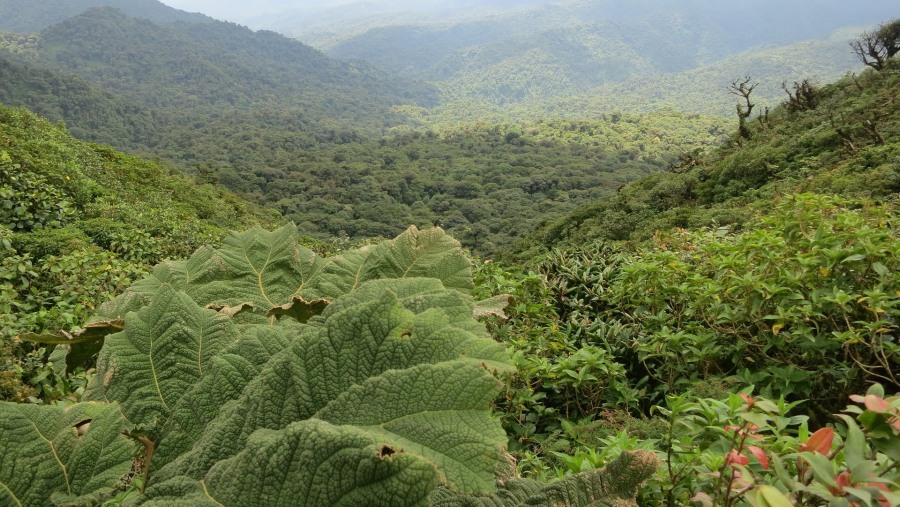 Forests of Monteverde