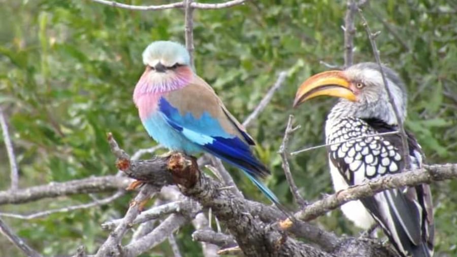 Lilac-breasted roller